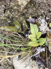 Blechnum procerum