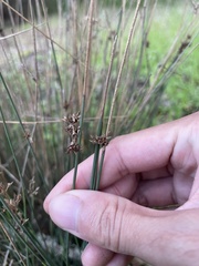 Juncus patens
