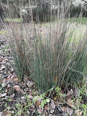 Juncus patens