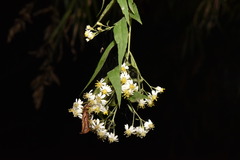 Aster taiwanensis