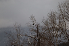 Haliaeetus leucocephalus washingtoniensis