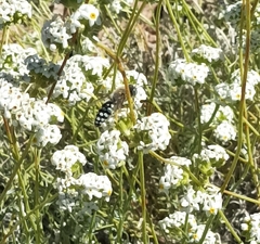 Zyzzyx chilensis