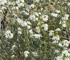 Zyzzyx chilensis