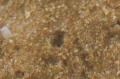 Corixidae