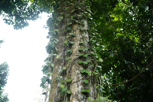 Hoya diversifolia, photograph 2
