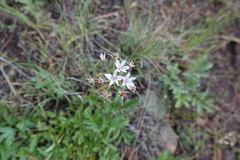 Allium rhizomatum