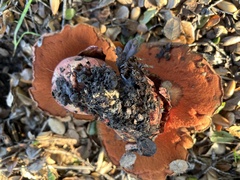 Suillellus amygdalinus