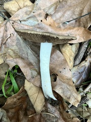 Coprinopsis uliginicola