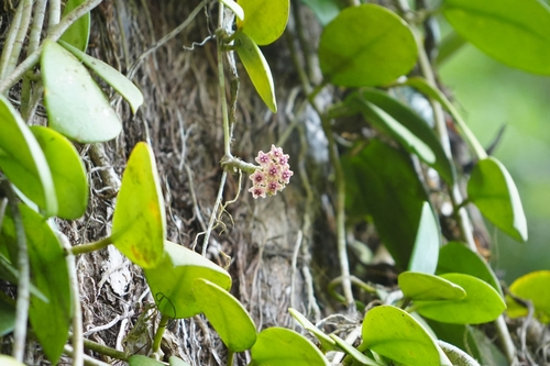 Hoya diversifolia, photograph 3