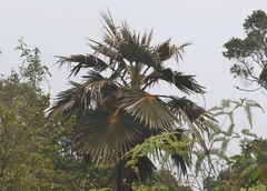 Pritchardia minor