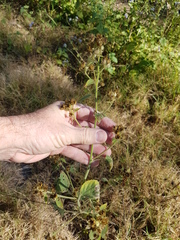 Sida cordifolia