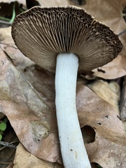 Coprinopsis uliginicola