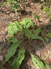 Silphium gracile