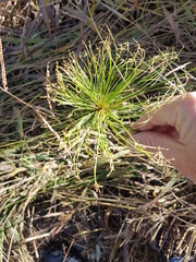 Cyperus prolifer