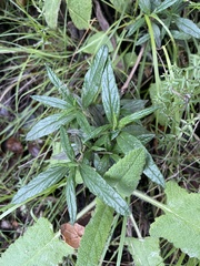 Diplacus aurantiacus