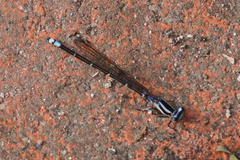 Argia oculata