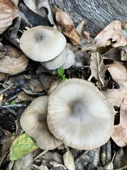 Coprinopsis uliginicola