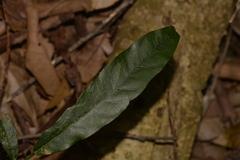 Carronia multisepalea