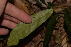 Carronia multisepalea