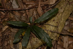 Carronia multisepalea