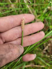 Eleocharis acuta