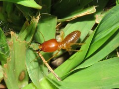 Syntermes molestus