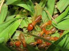 Syntermes molestus