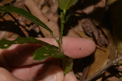 Carronia multisepalea