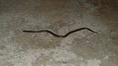 Atractus trilineatus
