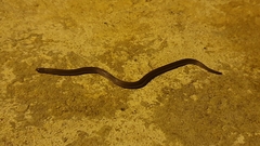 Atractus trilineatus