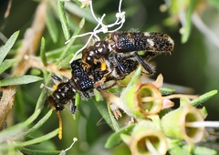 Scrobiger splendidus