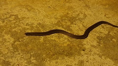 Atractus trilineatus