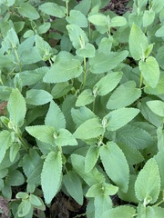 Stachys bullata