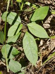 Clerodendrum tomentosum