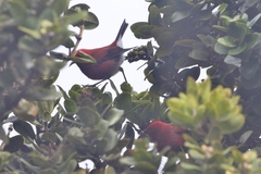 Himatione sanguinea