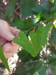 Aristolochia meridionalis