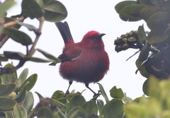 Himatione sanguinea