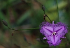 Thysanotus tuberosus