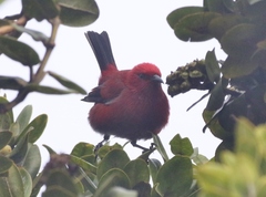 Himatione sanguinea