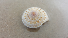 Architectonica nobilis
