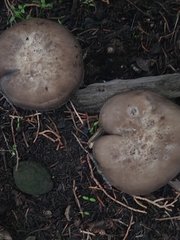 Clitocybe brunneocephala
