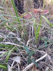 Dianella brevipedunculata