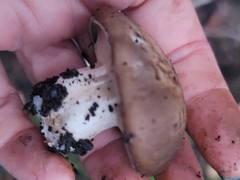 Clitocybe brunneocephala