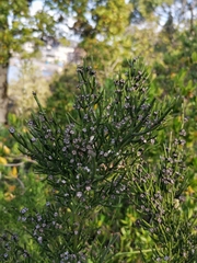 Colletia hystrix