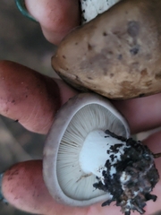 Clitocybe brunneocephala