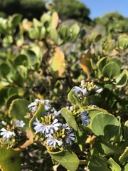 Scaevola crassifolia