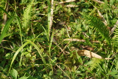 Desmodium molliculum