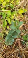 Hypericum tetrapetalum