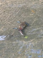 Callinectes arcuatus