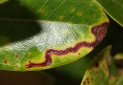 Philodoria splendida